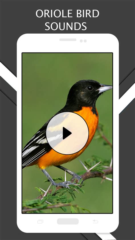 Oriole Bird Sounds And Ringtones - App on Amazon Appstore