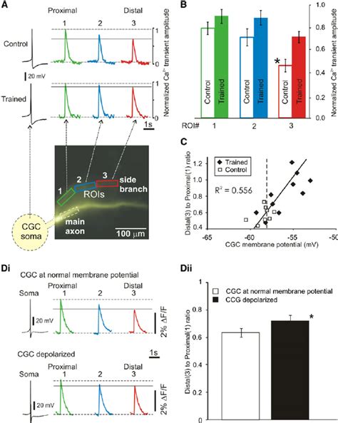 Effects of Classical Conditioning and Depolarization on Calcium ...