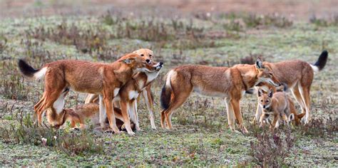 Monitoring & Research | Ethiopian Wolf