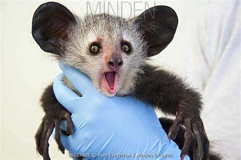 Minden Pictures stock photos - Aye-aye (Daubentonia madagascariensis) three month old baby, Duke ...