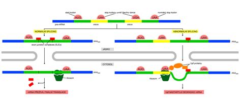 Nonsense-mediated mRNA decay - WikiLectures