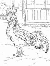 Rooster Free coloring Page  Download Print Or Color Online For sketch template