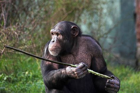 Could an Unarmed Human Beat a Chimpanzee? - A-Z Animals