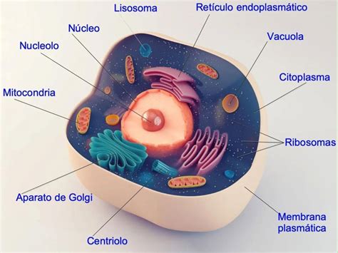 Célula Eucariota: qué es, características, partes y tipos ...