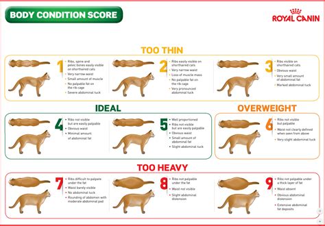 Purina Body Condition Score Chart Dog