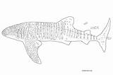 Whale Coloring Pages For Kids Kid Color Ocean Theme sketch template