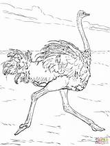 Ostrich Runs coloring Page  Free Printable Coloring Pages sketch template