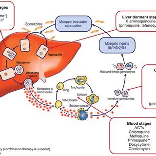 P. vivax life cycle and sites of action for different antimalarials. | Download Scientific Diagram