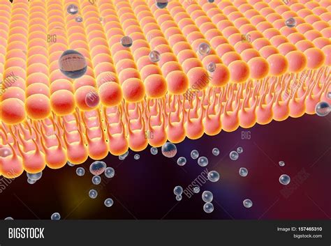 Cell Membrane, Lipid Image & Photo (Free Trial) | Bigstock