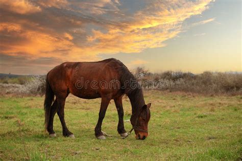 Horse at sunset stock photo. Image of horse, landscape - 274120266