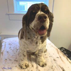 How To Groom A Cocker Spaniel At Home: How To Guide - Fidose of Reality