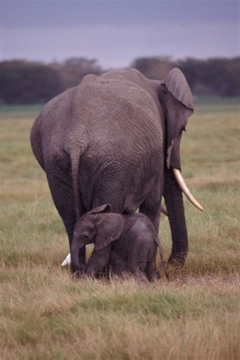 File:Mother And Baby Elephant.jpg