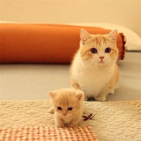 Kitten and her mom Kittens And Puppies, Cute Cats And Kittens, Baby Cats, Kittens Cutest, Kitty ...