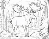 Mammals Coloring Pages sketch template