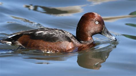 Canards sauvages, oies et grebès de l'Inde