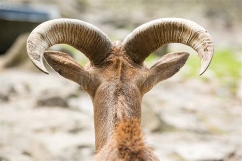 Beautiful Horns of Mountain Goats Stock Photo - Image of desert, poland: 85821990