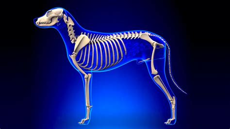 Do Dogs Have Bones In Their Tails? | World Dog Finder