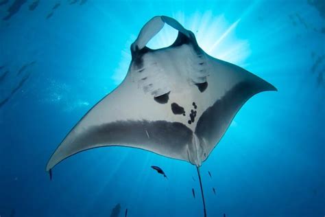 No more mantas, only mobulas - DIVE Magazine