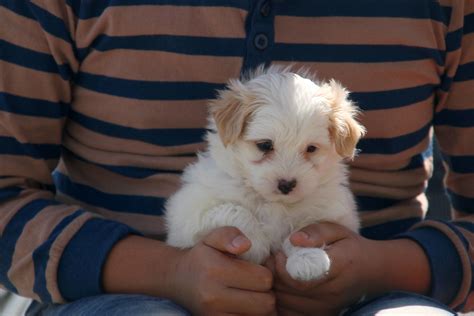 2 Mini Pomeranian X Maltese MALE Puppies For Sale