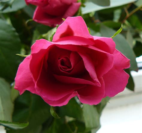 File:Pink Rose.JPG - Wikimedia Commons