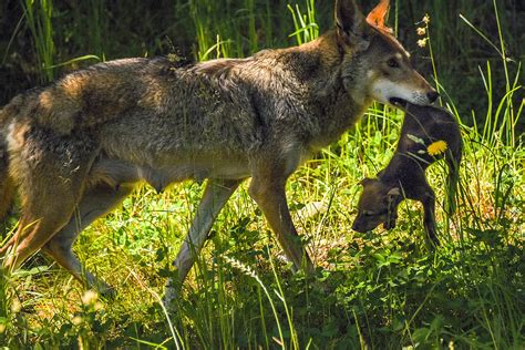 Photos: Meet the adorable (& endangered) Red Wolf Pups at Point ...