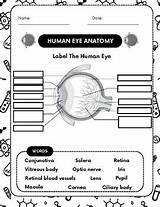 Human Eye Anatomy / Labeled Diagram Worksheet Coloring & Word  sketch template