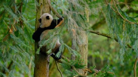 Wide variety of wildlife lives in China's Giant Panda National Park - CGTN