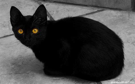 Black Cat Breeds With Yellow Eyes