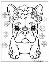 30 French Bulldog Coloring Pages Free Printable PDFs sketch template
