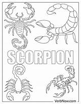 Scorpion Coloring Pages For Kids sketch template