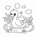 Patos Pato Patito Ente Desenhar Ducks Anipedia Patinho Wecoloringpage  sketch template