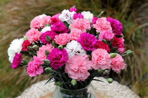 Photo Bouquets Flowers Carnations