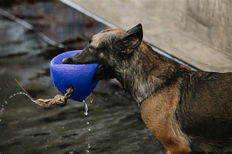 100,000+ Best Water Dogs Photos · 100% Free Download · Pexels Stock Photos