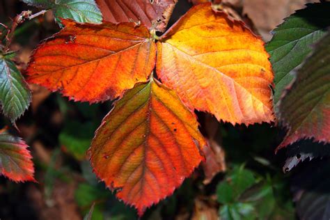 Bramble Leaf In Autumn Free Stock Photo - Public Domain Pictures