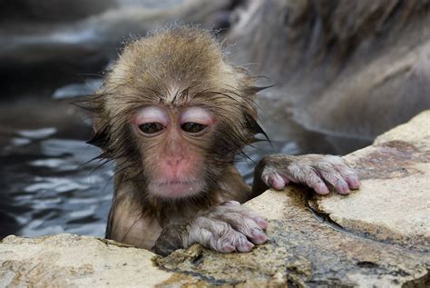 026/365 Baby Snow Monkey | Japanese macaques found a way how… | Flickr