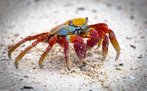 nature, Landscape, Animals, Crabs, Crustaceans Wallpapers HD / Desktop ...