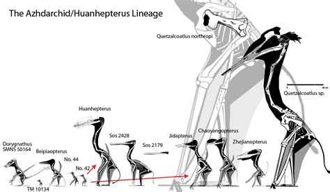 Aurorazhdarcho – Unfortunately, Not Related to Azhdarcho. | Prehistoric ...