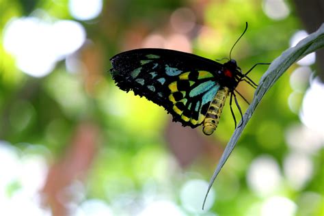 Blue Black Yellow Butterfly · Free Stock Photo