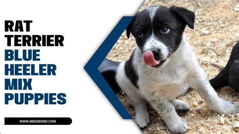 Rat Terrier Blue Heeler Mix Puppies: Everything You Need To Know – MeekBond
