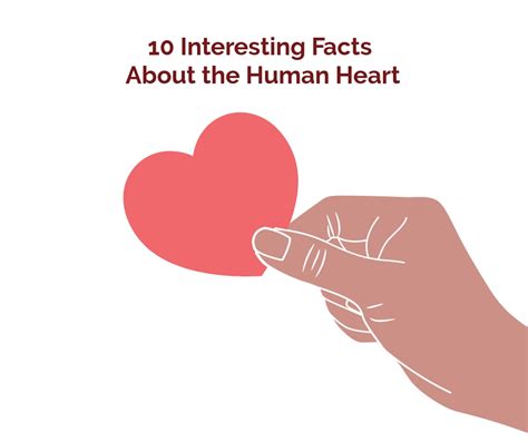 10 Interesting Facts About The Human Heart - Health Beat