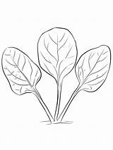 Spinach Colouring Pages Sketch Coloring Page sketch template