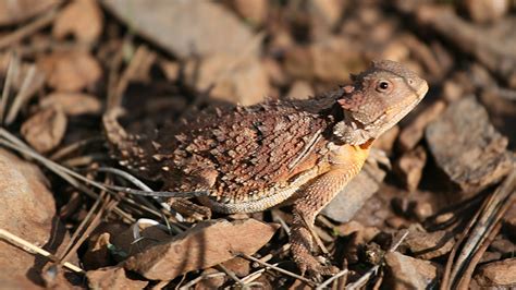 Short-Horned Lizard - Grand Canyon National Park (U.S. National Park ...