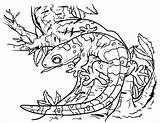Free gecko coloring Page Download It From Https//museprintablescom  sketch template
