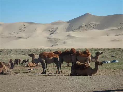 Gobi Desert | Tours, Guides, Cars | INDY GUIDE