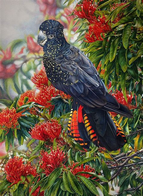 Red Tailed Black Cockatoo and Tree Waratah-0 | Australian painting ...