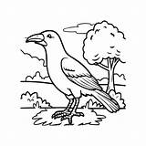 Premium Vector  Crow coloring Pages crow bird outline For sketch template