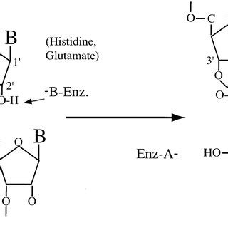 Proposed acid±base catalysis of phosphodiester bond cleavage by... | Download Scientific Diagram