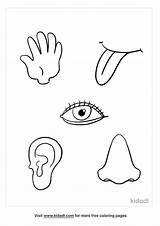 5 Senses Coloring Page For Toddlers sketch template