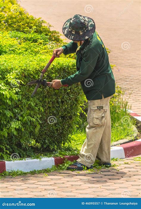 Gardener trimming plants. editorial photography. Image of gardener - 46095557