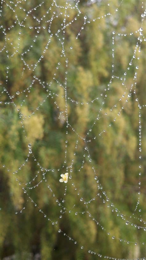 A flower caught in a web of dew drops in 2024 | Nature aesthetic ...